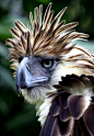 Philippine Monkey Eating Eagle Pithecophaga jefferyi