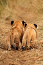 Lion Cubs: 