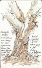 Sketching in Nature: Eucalyptus - Alissa Duke. Nature, journal, sketchbook, notebook, dairy, words and images, drawing.: 