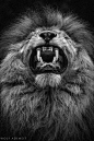 Lion Teeth | Lions
