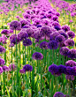 Alliums