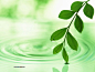 绿叶、水滴、湖水PPT背景图