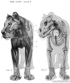 傲侠珞采集到骨骼肌肉分析
