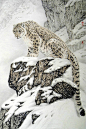 Snow Leopard, China
photo via neal