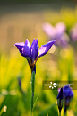 紫色,美,蝴蝶,鸢尾,花坛正版图片素材