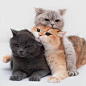 这三只猫咪出漫画了，好可爱啊。
#二次元##漫画# ​​​​