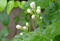 #一花一世界#
茉莉花，学名Jasminum sambac (L.) Ait，木樨科素馨属灌木植物
原产于印度、巴基斯坦，
花期5～8月，果期7～9月。