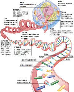 路从今夜白hh采集到生物科技