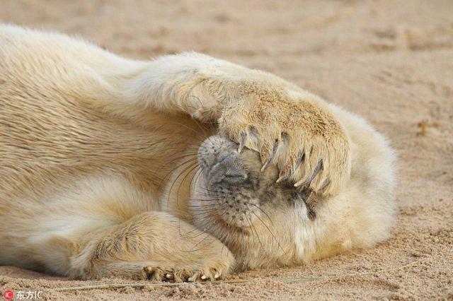 英国林肯郡 Donna Nook，一只十...