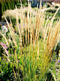 Ornamental Grasses are low maintenance and add visual appeal to any garden. See the top 17 ornamental grasses: http://www.bhg.com/gardening/flowers/perennials/ornamental-grasses/?socsrc=bhgpin102313ornamentalgrasses