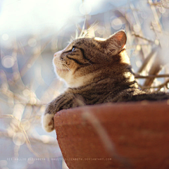 小懒猫瞳瞳采集到萌逗~