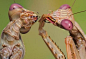 世界上最稀有的螳螂，雌雄魔花螳螂残忍谋杀亲夫 :  魔花螳螂是世界上最稀有的螳螂，雄性身上颜色艳丽，利用鲜艳的颜色诱惑猎物，也用来吸引雌性前来交配。魔花螳螂镰刀状的前肢十分有利，用来捕食其他飞行昆虫，如果没有吃饱，还会在交配过程中“谋杀亲夫”。  一...