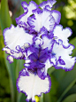 Iris-best in smell -Bearded irises grace spring garden with color and perfume. Available in almost every color of the rainbow, irises also have a range of fragrances, from anise to floral to fruity