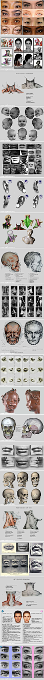 设计素材下载_建模必备的人体结构参考图-头部、嘴巴、耳朵、鼻子、眼睛肌肉与骨骼结构 - http://www.cgdream.com.cn