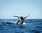 虎鲸
oldest-orca-killer-whale-granny-j2-heather-macIntyre-5