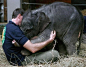 Baby Elephant Greets His Keeper | Cutest Paw