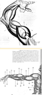 [动态素描 人体结构 动态形体绘画 艺用人体解剖 肖像画法].伯恩·霍加思 (Burne Hogarth) - 艺术 - 道客巴巴