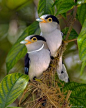 Silver-breasted broadbill pair