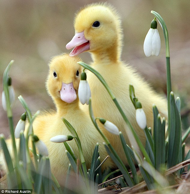 “嘎嘎”雪花莲：可爱的小鸭子们正在雪花莲...