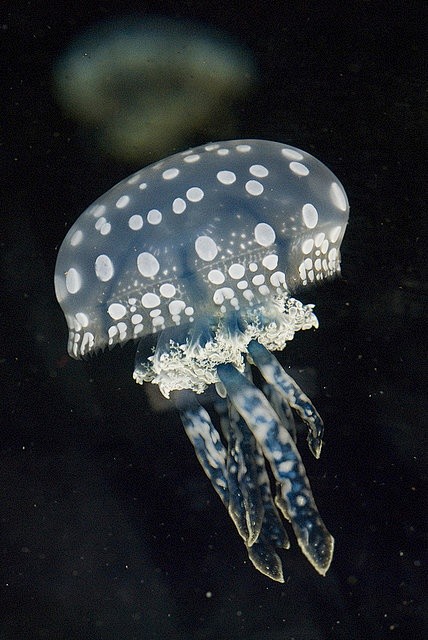 Spotted lagoon Jelly...