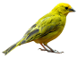 Bird PNG