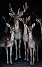 janetmillslove:

Deer Family moment love. Wild Fauna Love
