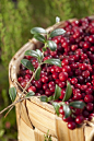 #北欧生活# 在北欧，大自然慷慨的赠予各种可爱的浆果莓子～ 蓝莓，云莓，树莓，红醋栗，小野莓，越橘……[彩虹] ​​​​