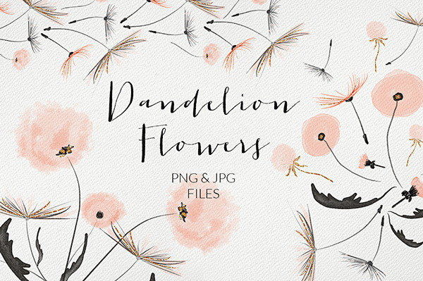 Dandelion Flowers : ...