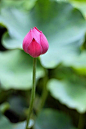 清雅…独幽！安静的自己美丽美丽……#七月摄于成都杜甫草堂#-爱素素的小世界