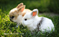 小白兔和小河兔