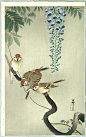 小原古邨，Sparrows and Wisteria