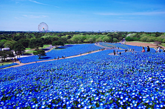 琛、（273779031）采集到设计：景观.花海