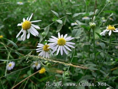 《童年．花草记忆》马兰