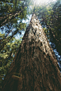 Wunderlich County Park

Woodside, CA (July 5, 2014)