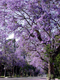 Jacarandas