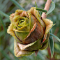 云南油杉（Keteleeria evelyniana）松科、油杉属。分布云南、贵州西部和四川西南部。大孢子叶球形似木雕玫瑰，有着铿锵的美态