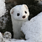 stoat 白鼬