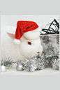 圣诞帽小白兔动物图片