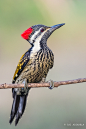 Black-rumped Flameback by Sai Adikarla on 500px