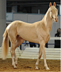 laughinghorse:

Cremello horses are so odd looking in the face, but it’s such a pretty color on the body.

akhal tekes are odd looking in general :P 