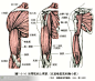 人体解剖--骨骼，肌肉很全面的套图