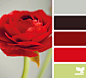 Design Seeds® | for all who ❤ color