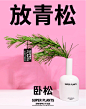 【放青松】【得到推荐】超级植物日本金松鲜切枝花母亲节送女生花-淘宝网