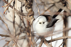 紫羽巫窩采集到✿鸞翔鳳集