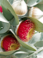 eucalyptus macrocarpa flowers.  