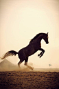 Horse, hest, animal, beauty, beautiful, silhouette, gorgeous, dusty, wild, dust, photo: 