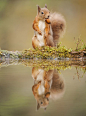 Red squirrel (Sciurus vulgaris) at woodland pool, feeding on nut, Scotland. Picture: Mark Hamlbin/2020VISION / Rex Features