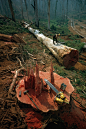 natgeofound:

A woodman notches a felled tree’s trunk for sectioning in Western Australia, 1962. Photograph by Robert B. Goodman, National Geographic Creative
