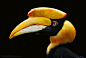 Great hornbill by Allerlei