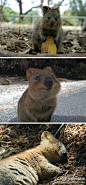 [产自澳大利亚的短尾矮袋鼠，这货果真是世界上最开心的动物啊！！] 